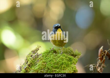 schöne männliche Snowy-browed Fliegenschnäpper (Ficedula Hyperythra) Possing auf dem Ast Stockfoto