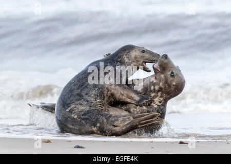 Atlantic Grey Seal spielen kämpfen Stockfoto