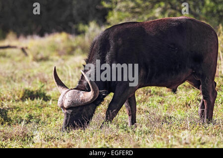 Afrikanischer Büffel (Syncerus Caffer) Beweidung in Amakhala Game Reserve, Eastern Cape, Südafrika. Stockfoto
