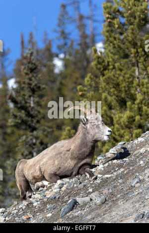 Bighorn Schafe weiblich ruht auf Geröllhalde Stockfoto