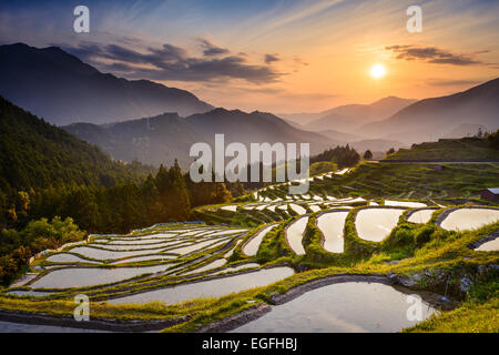 Japanischer Reisterrassen bei Sonnenuntergang. Maruyama-Senmaida, Kumano, Japan. Stockfoto