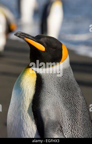 Südatlantik, Südgeorgien, Bucht der Inseln, König Pinguin, Aptenodytes patagonica Stockfoto