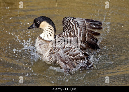 Hawaiianische Gans (Branta Sandvicensis) auch bekannt als Nene badet und wäscht sich im Slimbridge Wetland Centre, Gloucestershi Stockfoto