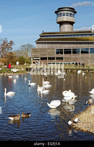 Slimbridge Wetland Centre, Gloucestershire, Vereinigtes Königreich. Stockfoto