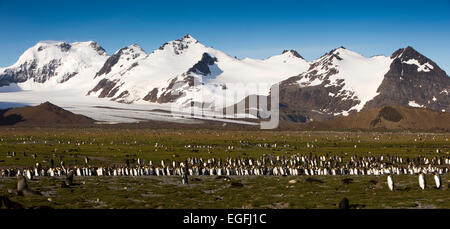 Südatlantik, Südgeorgien, Bucht der Inseln, König, Pinguine und Pelz Dichtungen im Landesinneren Stockfoto