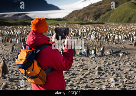 Südatlantik, Südgeorgien, Salisbury Plain, Frau Filmen king Pinguine auf dem iPad Stockfoto