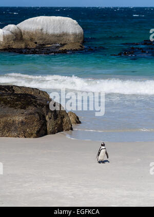 Afrikanischer Penguin, Spheniscus Demersus, Boulders Beach, Simons Town, Südafrika Stockfoto