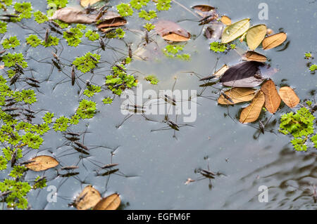 Schwarm von Wasserläufer bewegen auf dem Wasser mit Textfreiraum Stockfoto