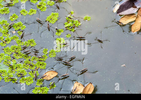 Schwarm von Wasserläufer bewegen auf dem Wasser mit Textfreiraum Stockfoto