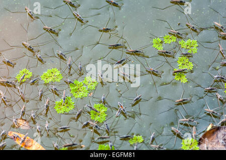 Schwarm von Wasserläufer bewegen auf dem Wasser mit Textfreiraum Stockfoto