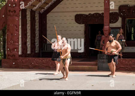 Te Pitowhenua Gruppe von Darstellern handeln eine traditionelle Maori Begrüßung für Touristen und Besucher an den Waitangi Treaty Grounds, Nort Stockfoto