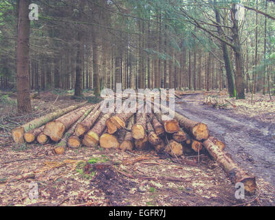 Holz-Stapel auf einen Kahlschlag-Bereich Stockfoto