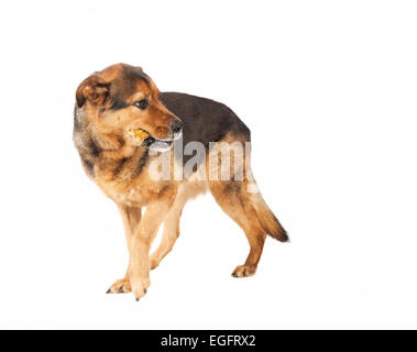 ein alten Schäferhund Mix blickt zurück, Hintergrund weiß Stockfoto