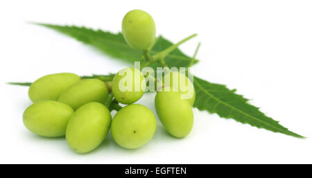 Medizinische Neem Früchte mit Zweigen auf weißem Hintergrund Stockfoto