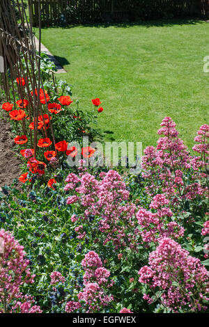 Orientalischer Mohn und Red Valerian im Bauerngarten Stockfoto