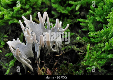 Kerzenständer Pilz / Candlesnuff Pilz / Kerze Schnupftabak Pilze / Carbon Geweih / Stag es Horn Pilz (Xylaria Hypoxylon) Stockfoto