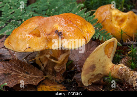 Die Greville Bolete / Lärche Röhrenpilze / Bovine Bolete (Suillus Grevillei) zeigt Unterseite mit Poren Stockfoto