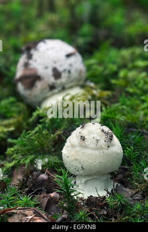 Falsche Deathcap / Citron Amanita Pilz (Amanita Citrina) in frühen Wachstumsphase genannt Tasten Stockfoto