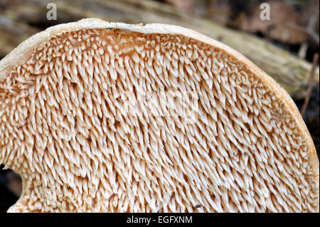 Süßes / Holz Igel / Igel Pilz (Hydnum Repandum) Unterseite zeigt Stacheln Stockfoto