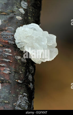 Farblose nichtpigmentierte Vielzahl von gelben Gehirn / golden jelly Pilz / gelb Trembler / Witches' butter (Tremella Mesenterica) Stockfoto