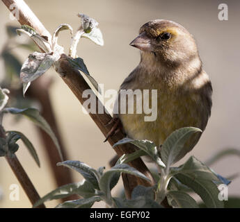 Juvenile Grünfink auf einem Zweig Stockfoto