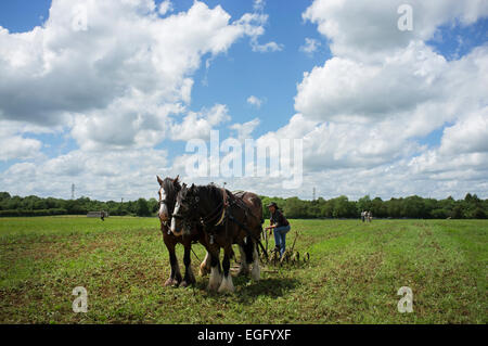 Landwirte arbeiten mit schweren Pferde ihre Techniken im Abbey Home Farm in Gloucestershire, Großbritannien. Stockfoto