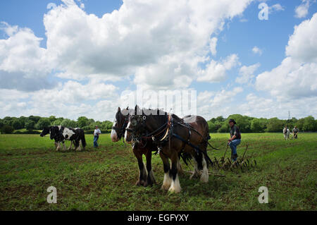 Landwirte arbeiten mit schweren Pferde ihre Techniken im Abbey Home Farm in Gloucestershire, Großbritannien. Stockfoto