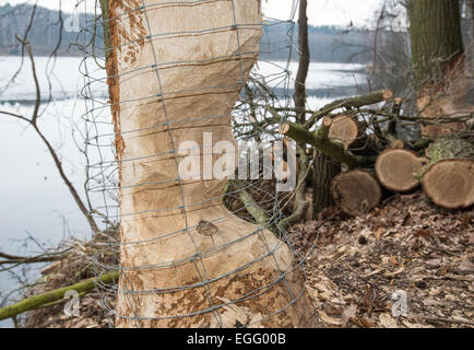 Treplin, Deutschland. 22. Februar 2015. Maschendraht ist über eine bereits nagte Eiche zum Schutz vor weiteren Biber Aktivitäten am Trepliner See Lake in der Nähe von Treplin, Deutschland, 22. Februar 2015 gesetzt worden. Foto: Patrick Pleul - NO-Draht-SERVICE-/ Dpa/Alamy Live News Stockfoto