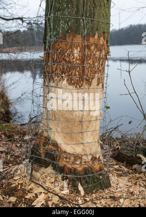 Treplin, Deutschland. 22. Februar 2015. Maschendraht ist über eine bereits nagte Eiche zum Schutz vor weiteren Biber Aktivitäten am Trepliner See Lake in der Nähe von Treplin, Deutschland, 22. Februar 2015 gesetzt worden. Foto: Patrick Pleul - NO-Draht-SERVICE-/ Dpa/Alamy Live News Stockfoto