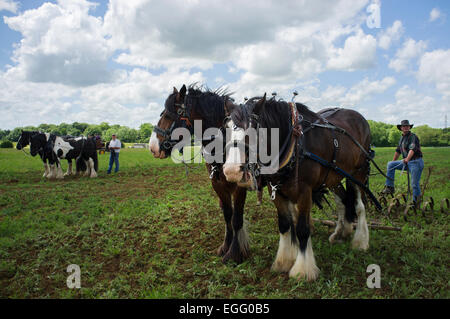 Landwirte arbeiten mit schweren Pferde ihre Techniken im Abbey Home Farm in Gloucestershire, Großbritannien. Stockfoto