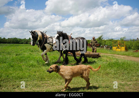 Landwirte arbeiten mit schweren Pferde ihre Techniken im Abbey Home Farm in Gloucestershire, Großbritannien. Stockfoto