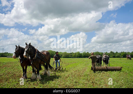 Landwirte arbeiten mit schweren Pferde ihre Techniken im Abbey Home Farm in Gloucestershire, Großbritannien. Stockfoto