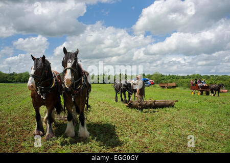 Landwirte arbeiten mit schweren Pferde ihre Techniken im Abbey Home Farm in Gloucestershire, Großbritannien. Stockfoto