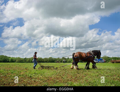 Landwirte arbeiten mit schweren Pferde ihre Techniken im Abbey Home Farm in Gloucestershire, Großbritannien. Stockfoto