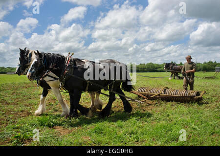 Landwirte mit schweren Arbeitspferde ihre Techniken zur Abbey Home Farm in Gloucestershire, Großbritannien Anzeige. Stockfoto