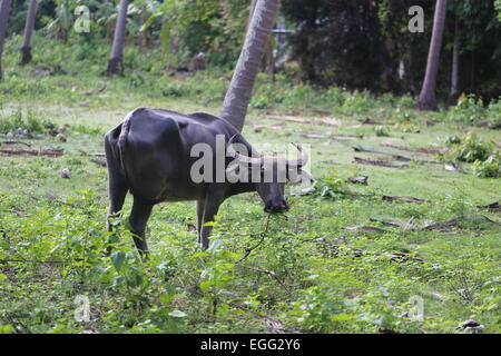 Thai schwarze Kuh des tropischen Dschungels Stockfoto