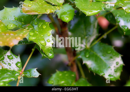 Filiale Mahonia mit grünen Blätter mit Tropfen nach Regen Stockfoto