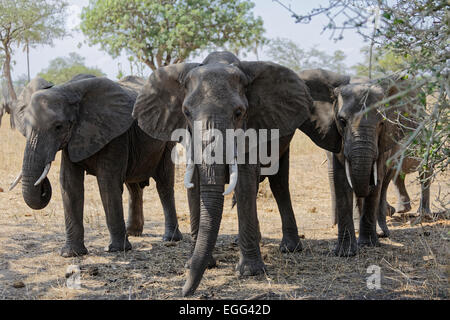 Afrikanische Elefanten mit kleinen Stoßzähnen auf den Wiesen der Tarangire Nationalpark, Tansania, Ostafrika. Stockfoto