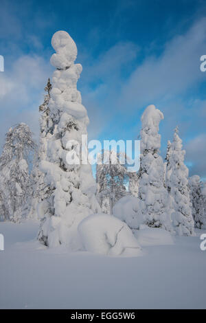 Fjell in Winter, verschneite Bäume, Riisitunturi National Park, Posio, Lappland, Skandinavien, Finnland Stockfoto