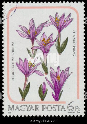 Ungarn - ca. 1985: Briefmarke gedruckt in Ungarn zeigt Colchicum Bulbocodium Vernum, ca. 1985 Stockfoto