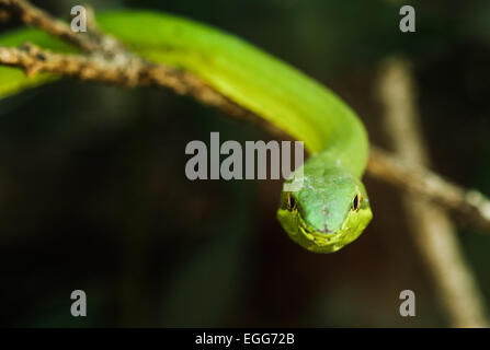 Grüne Ranke Schlange / Fladenbrot Schlange (Oxybelis Fulgidus) gesehen in Monteverde, Costa Rica. Stockfoto