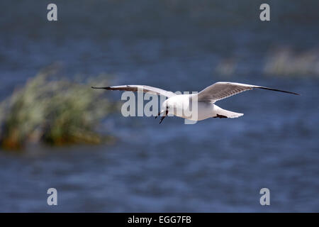 Hartlaubs Möwe im Flug an der Küste in der Nähe von Cape Town, South Africa Stockfoto