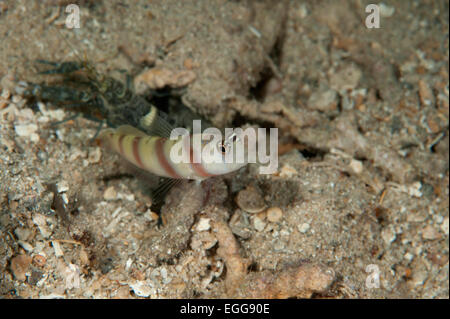 Ein Flagtail Shrimpgoby und seine Alpheid-Garnelen in eine Höhle auf den Salomonen. Stockfoto