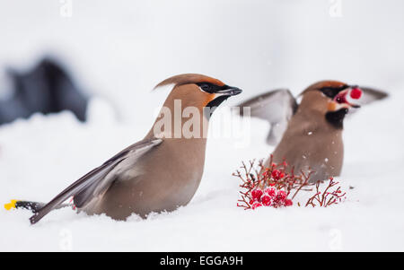 Böhmische Seidenschwanz (Bombycilla Garrulus) Stockfoto