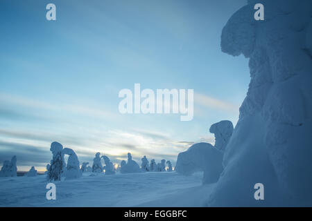 Fjell in Winter, verschneite Bäume, Riisitunturi National Park, Posio, Lappland, Skandinavien, Finnland Stockfoto