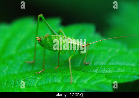 Eine gesprenkelte Bush-Cricket auf einem grünen Blatt UK Stockfoto