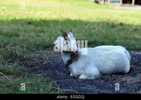 Weißes Schaf liegend auf dem grünen Rasen Stockfoto