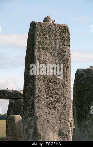 Stonehenge ist ein Ring von stehenden Steinen in der Nähe von Salisbury in Südengland, die vielleicht schon 3000 v. Chr. errichtet. Stockfoto