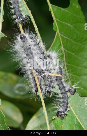 Walnuss-Raupe, Datana Integerrima, North American Insekt, Motte Larve Stockfoto