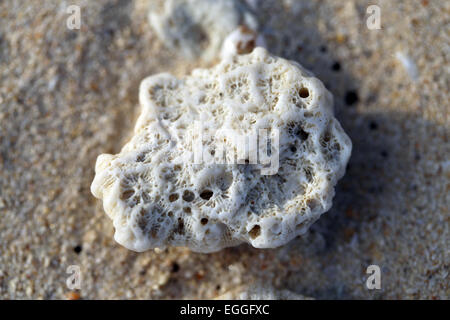 Weißen Korallen liegen auf den gelben Sand am Ufer Meeres Stockfoto